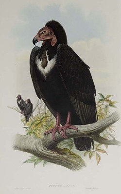 10295
          <br/>
          The birds of Asia.
          <br/>
          <em></em>